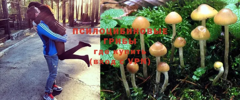 Псилоцибиновые грибы Psilocybe  гидра как зайти  Сорочинск 